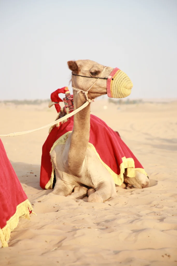 Exploring The Exhilarating Dubai Desert Safari Experience Exploring the exhilarating dubai desert safari experience