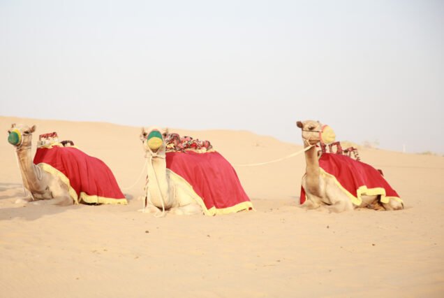 camel ride in desert safari falcon oasis safari